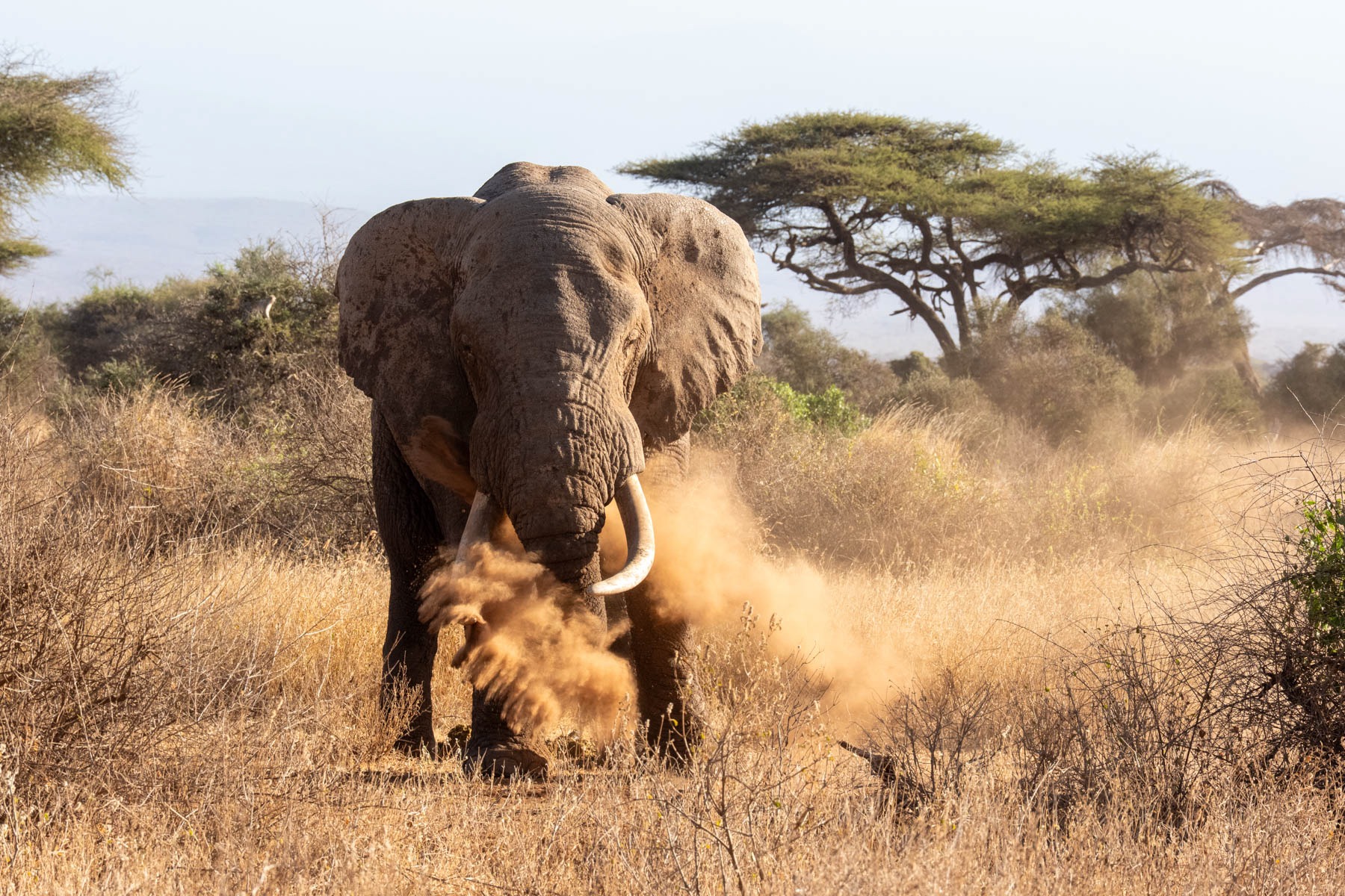 Another of Amboseli's tuskers, Barsaloi, taking a dust bath (image by Inger Vandyke)