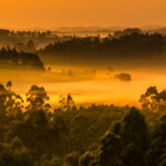 The sunrise turns the mist orange over hills near Uganda's Kibale Forest (image by Virginia Wilde)