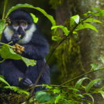 This L'Hoest's Monkey tucks into a forest snack under the canopy of a single leaf. L'Hoest's Monkeys have cheek pouches which they use to stuff food into while foraging on the forest floor - before moving somewhere safer to eat it (image by Virginia Wilde)