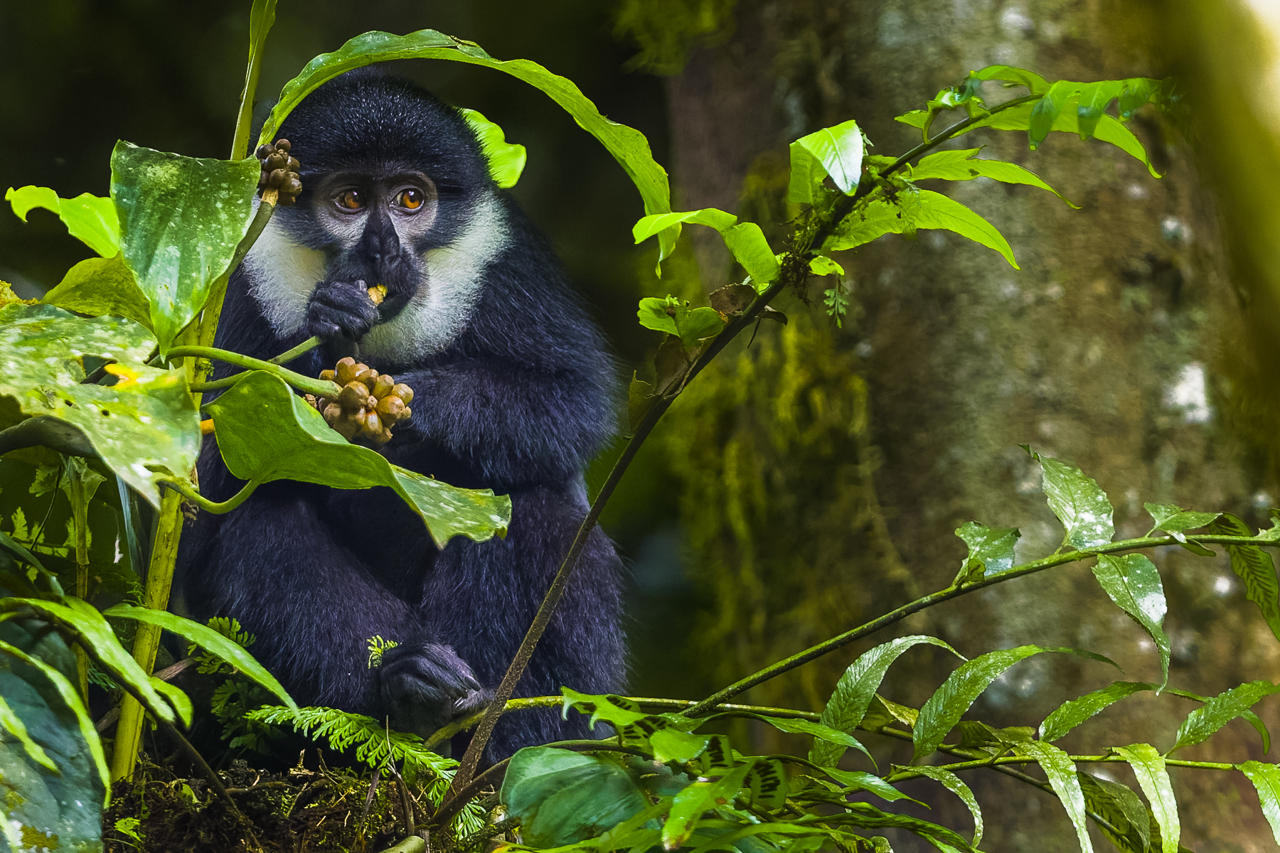 This L'Hoest's Monkey tucks into a forest snack under the canopy of a single leaf. L'Hoest's Monkeys have cheek pouches which they use to stuff food into while foraging on the forest floor - before moving somewhere safer to eat it (image by Virginia Wilde)
