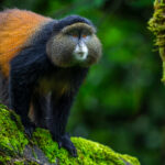 Golden Monkeys are little blazes of colour in Uganda's misty mountain forests. Found only in the Virunga volcanic mountain range - a chain of eight major volcanoes stretching across Uganda, Rwanda and the Democratic Republic of Congo - these primates live in lively social groups, communicating with a rich repertoire of calls and facial expressions (image by Virginia Wilde)