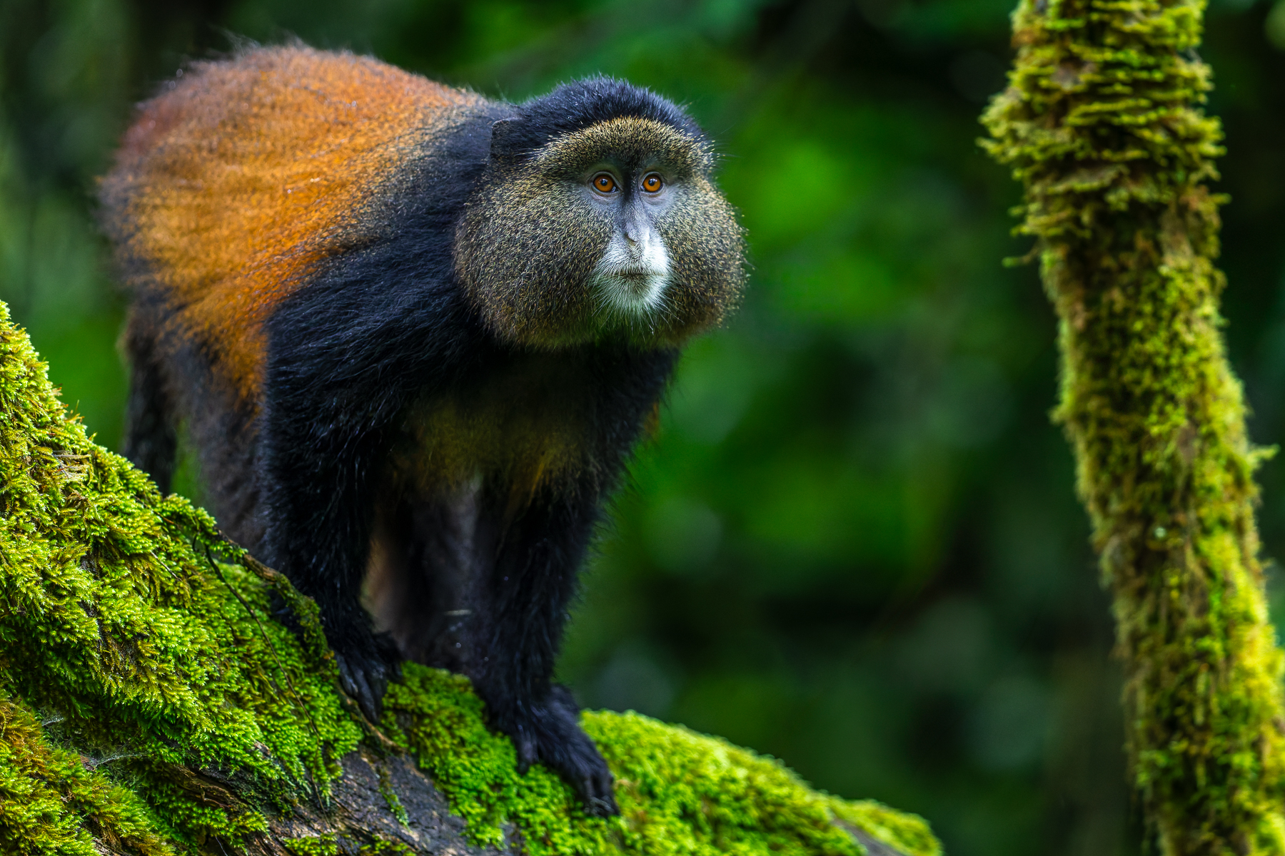 Golden Monkeys are little blazes of colour in Uganda's misty mountain forests. Found only in the Virunga volcanic mountain range - a chain of eight major volcanoes stretching across Uganda, Rwanda and the Democratic Republic of Congo - these primates live in lively social groups, communicating with a rich repertoire of calls and facial expressions (image by Virginia Wilde)