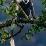 An animated Black-and-White Colobus Monkey shows off its favourite feature: that enormous, white-tipped tail. It acts as a counterweight when leaping between branches: essentially a built-in aerial stabiliser (image by Virginia Wilde)