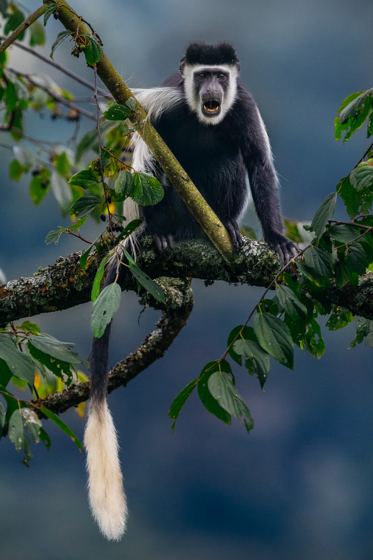 An animated Black-and-White Colobus Monkey shows off its favourite feature: that enormous, white-tipped tail. It acts as a counterweight when leaping between branches: essentially a built-in aerial stabiliser (image by Virginia Wilde)