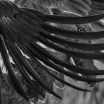 African Shoebills often stand with their wings spread to cool themselves, while also deliberately shading their eggs and chicks in hot weather. Shoebills are genuinely an ancient evolutionary lineage - splitting from the ancestors of their closets living relatives - the Pelicans and Hamerkops - tens of millions of years ago (image by Virginia Wilde)