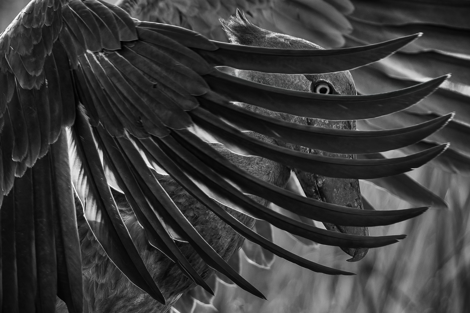 African Shoebills often stand with their wings spread to cool themselves, while also deliberately shading their eggs and chicks in hot weather. Shoebills are genuinely an ancient evolutionary lineage - splitting from the ancestors of their closets living relatives - the Pelicans and Hamerkops - tens of millions of years ago (image by Virginia Wilde)