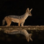 Black-backed Jackal in different light (image by Inger Vandyke)