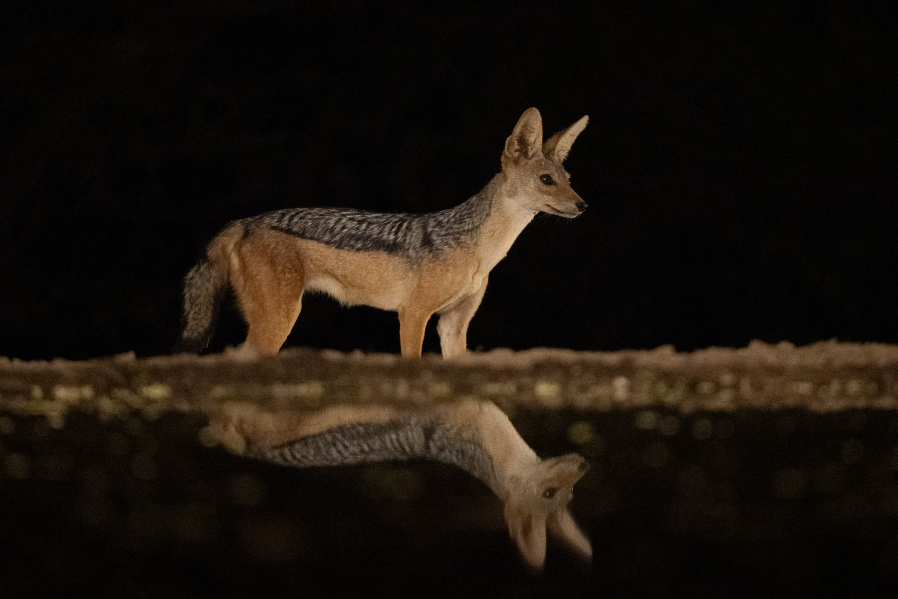 Black-backed Jackal in different light (image by Inger Vandyke)