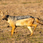 Black-backed Jackal on the hop (image by Inger Vandyke)