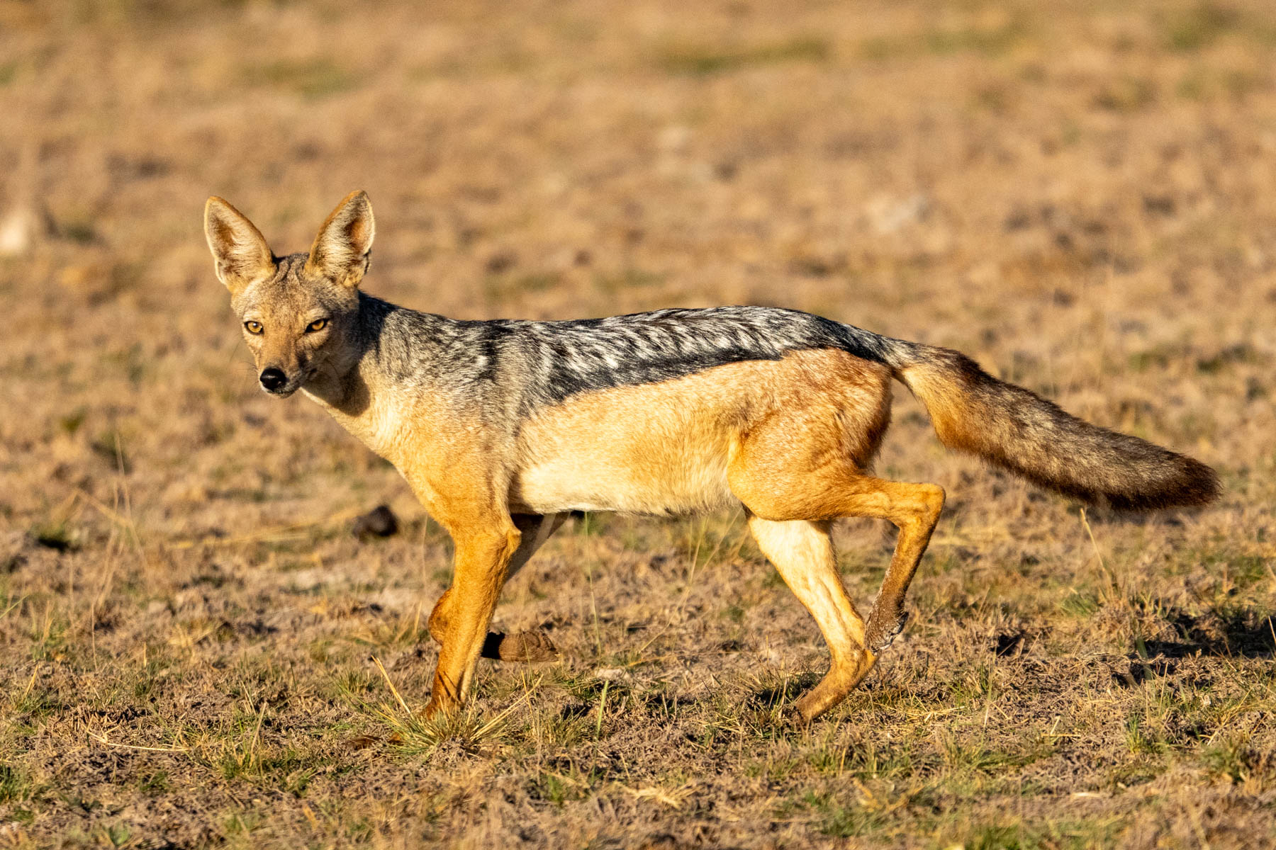 Black-backed Jackal on the hop (image by Inger Vandyke)