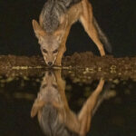 Black-backed Jackal taking a drink (image by Inger Vandyke)
