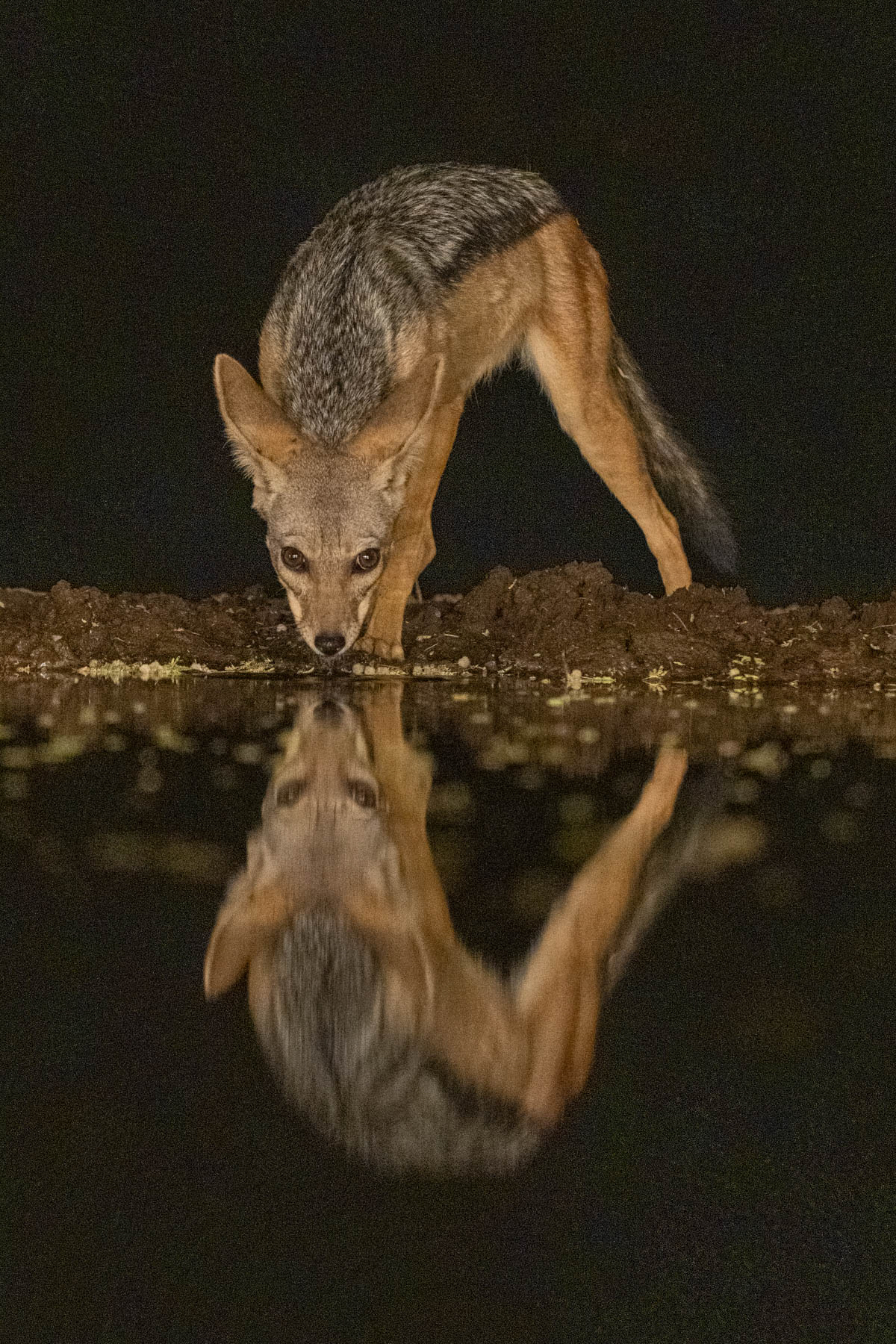 Black-backed Jackal taking a drink (image by Inger Vandyke)