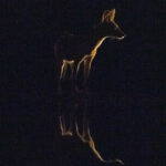 Silhouette of a Black-backed Jackal (image by Inger Vandyke)