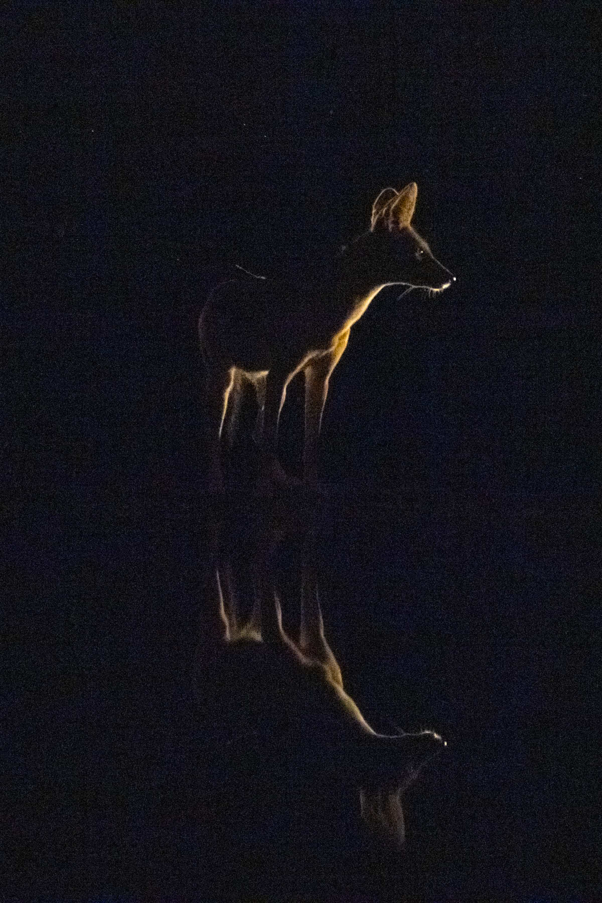 Silhouette of a Black-backed Jackal (image by Inger Vandyke)