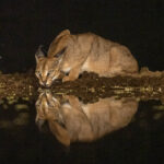 If you are really lucky at Lentorre you might see a visiting Caracal (image by Inger Vandyke)