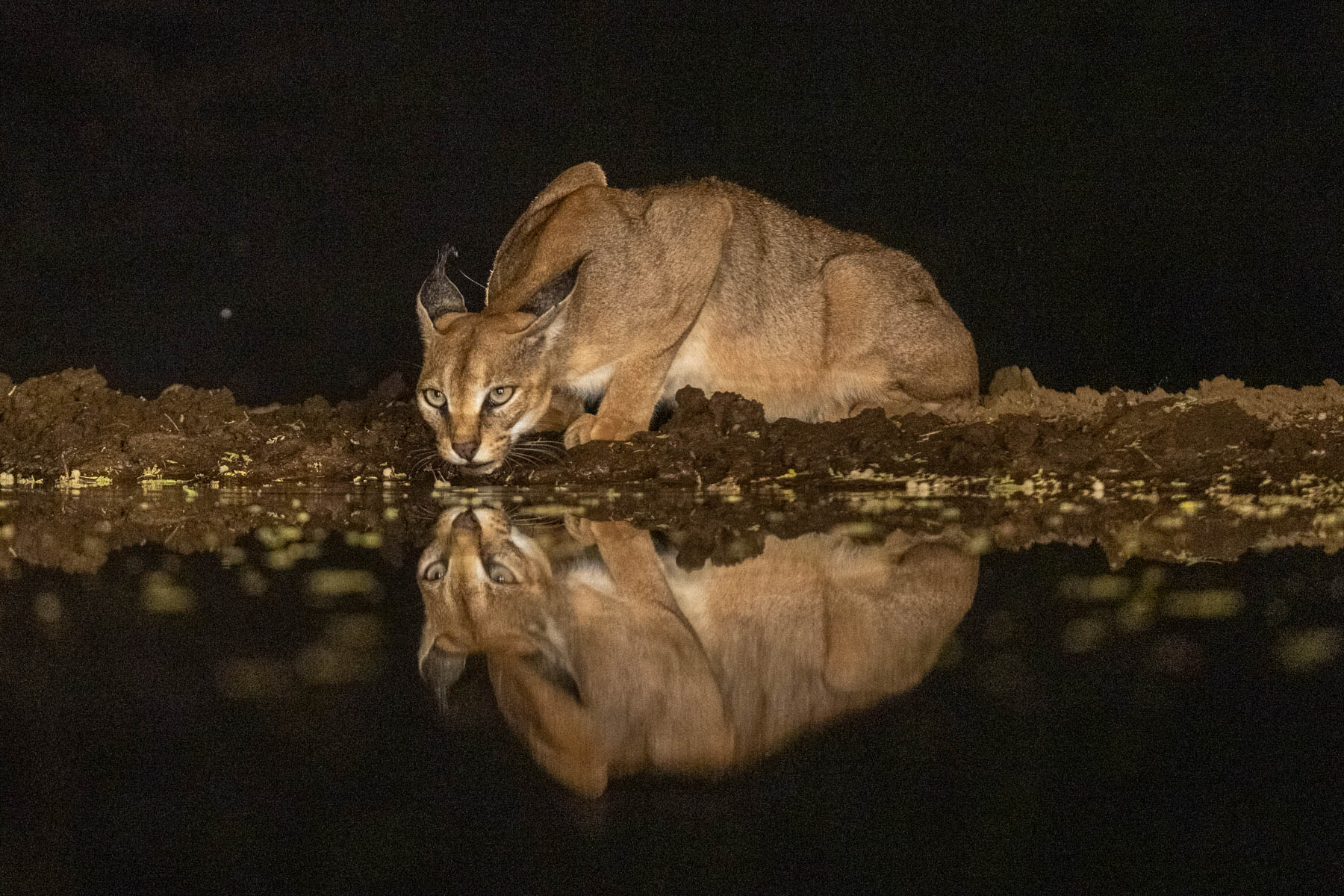If you are really lucky at Lentorre you might see a visiting Caracal (image by Inger Vandyke)