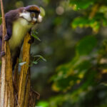 A Red-tailed Monkey uses a broken tree trunk as a look-out post. This species' striking white cheek whiskers and red tail make it one of Uganda's most distinctive forest primates (image by Virginia Wilde)