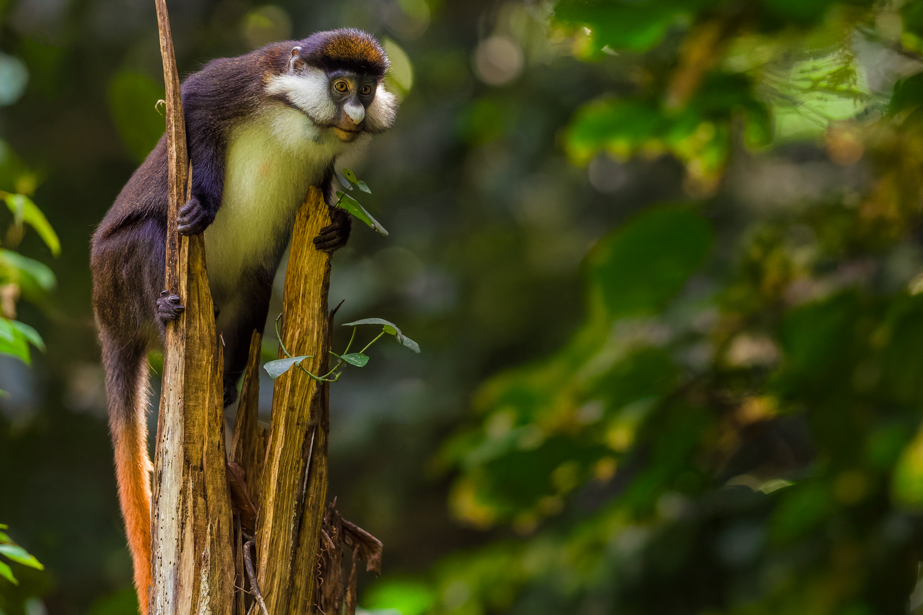 A Red-tailed Monkey uses a broken tree trunk as a look-out post. This species' striking white cheek whiskers and red tail make it one of Uganda's most distinctive forest primates (image by Virginia Wilde)