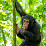 At three-years-old, this Chimpanzee juvenile has decided that the forest floor is optional. Fortunately, chimps are perfectly built for climbing, with long arms and feet that can grip branches like hands (image by Virginia Wilde)