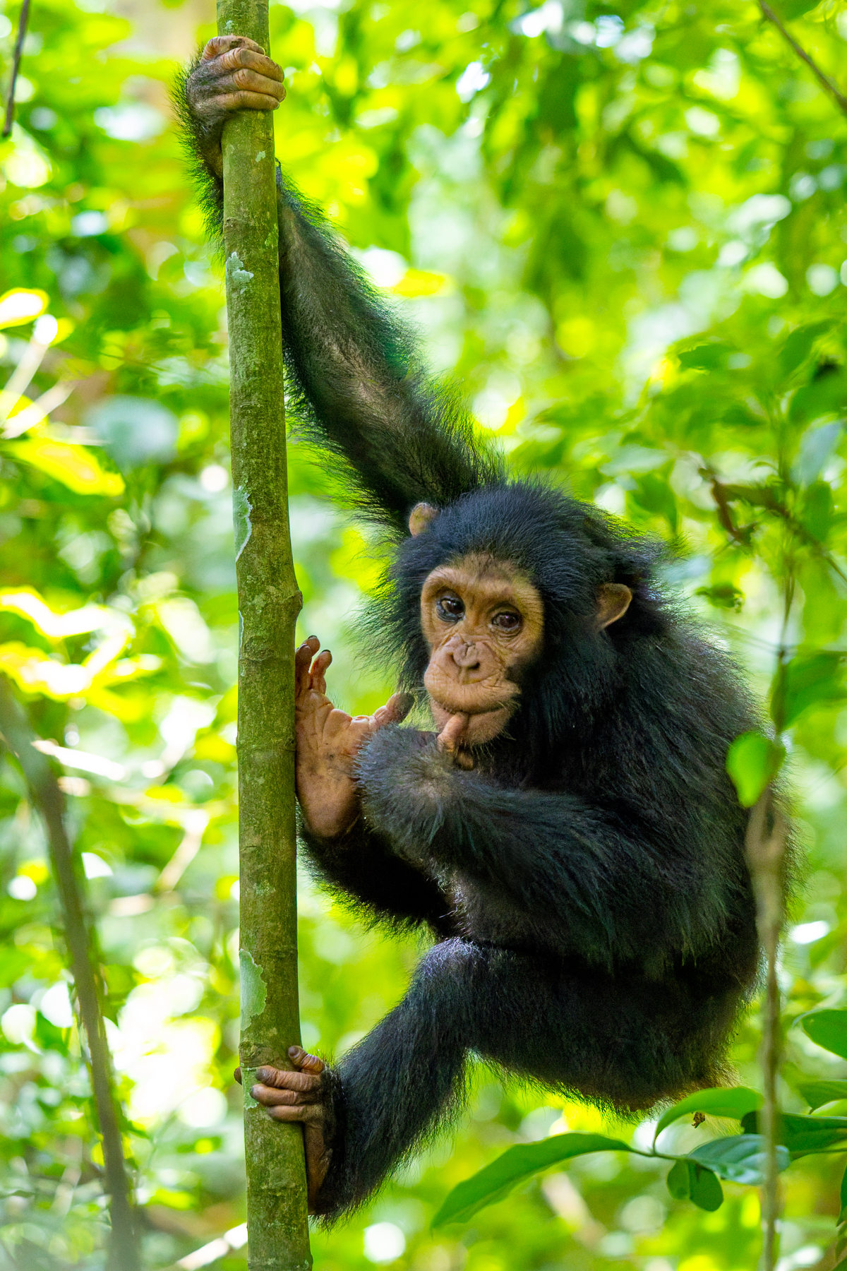 At three-years-old, this Chimpanzee juvenile has decided that the forest floor is optional. Fortunately, chimps are perfectly built for climbing, with long arms and feet that can grip branches like hands (image by Virginia Wilde)