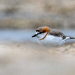 Chestnut-banded Plover at Lake Magadi (image by Inger Vandyke)
