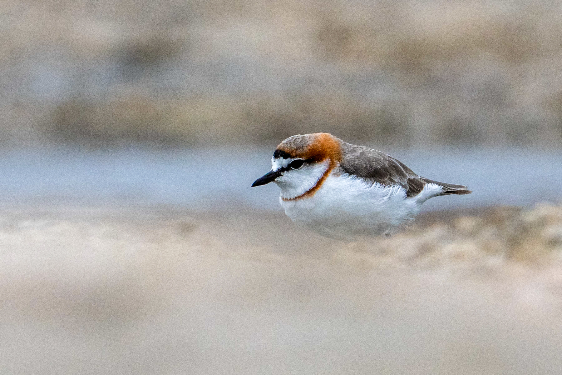 Chestnut-banded Plover at Lake Magadi (image by Inger Vandyke)