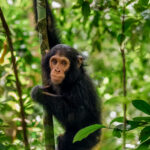 A young chimpanzee - believed to be around two years old -pauses mid-climb in Kibale's forest canopy. Chimpanzees have opposable big toes as well as opposable thumbs, giving the, four gripping limbs to climb, hang and balance (image by Virginia Wilde)