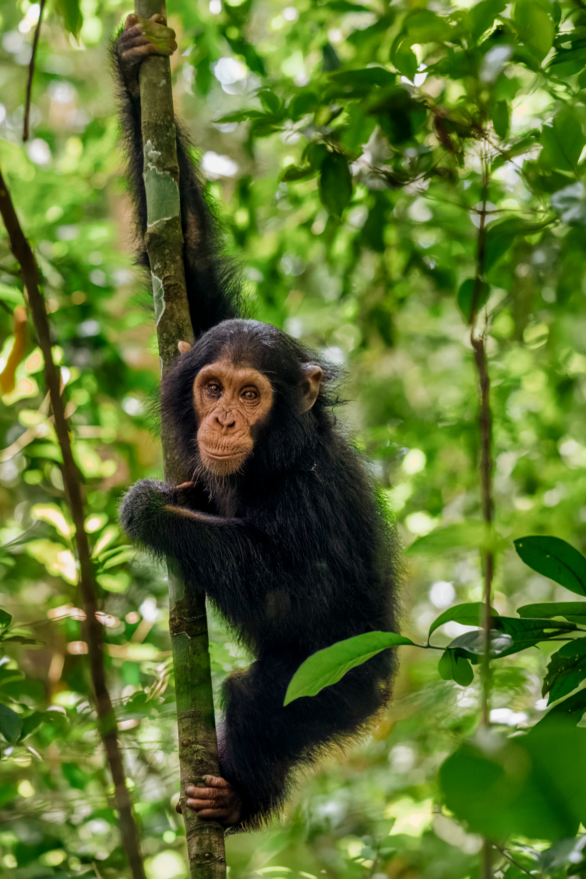 A young chimpanzee - believed to be around two years old -pauses mid-climb in Kibale's forest canopy. Chimpanzees have opposable big toes as well as opposable thumbs, giving the, four gripping limbs to climb, hang and balance (image by Virginia Wilde)