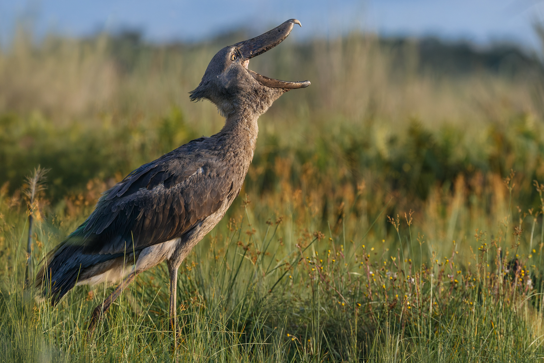 Someone clearly told the funniest joke in the Swamp. At least the Shoebill thought so! This is a typical expression for a creature that looks less like a bird and more like something that escaped from the Jurassic (image by Virginia Wilde)