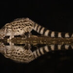 Common Genet (image by Inger Vandyke)