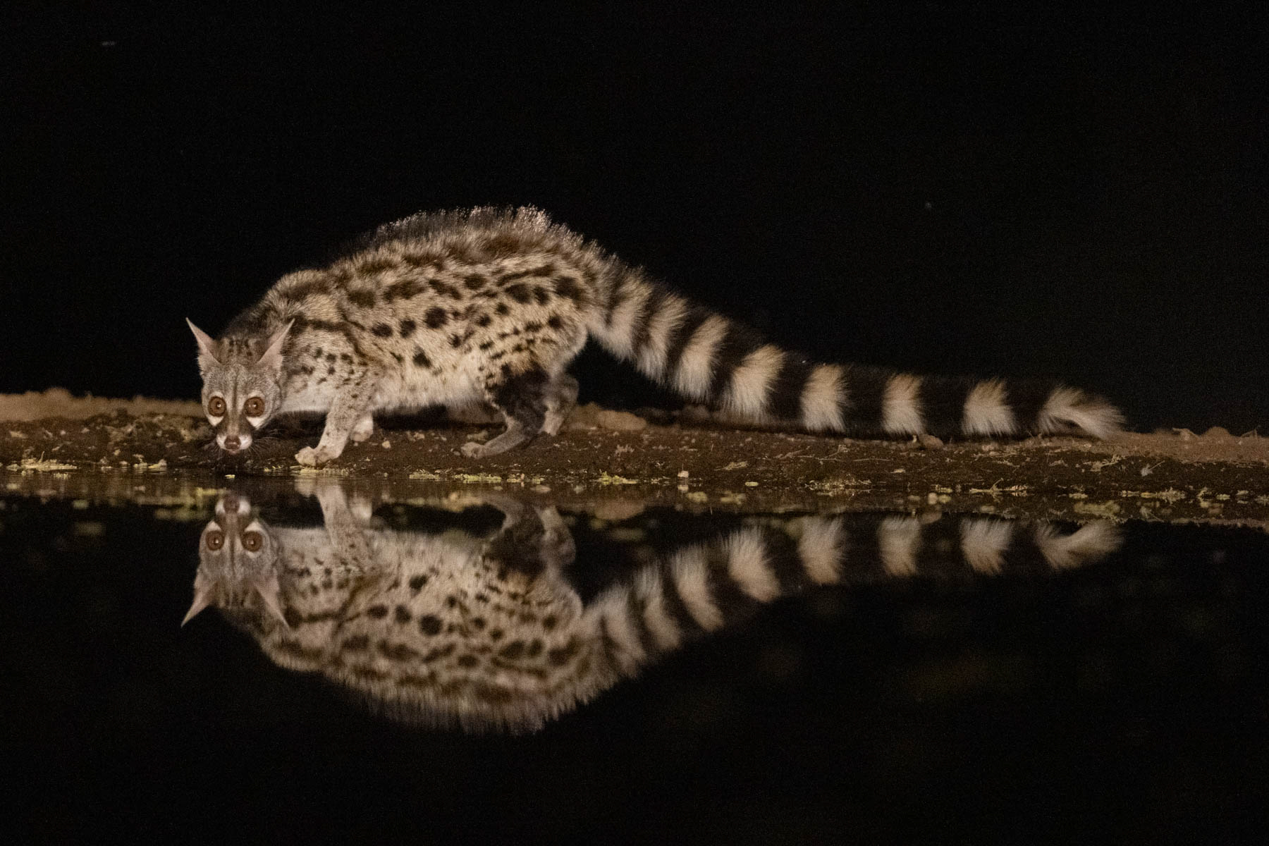 Common Genet (image by Inger Vandyke)