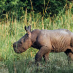 Two days old, already unmistakenly a Rhino - tiny horn buds oversized ears and built like a miniature tank. This infant was the newest Southern White Rhino on the reserve at Ziwa Rhino Sanctuary (image by Virginia Wilde)