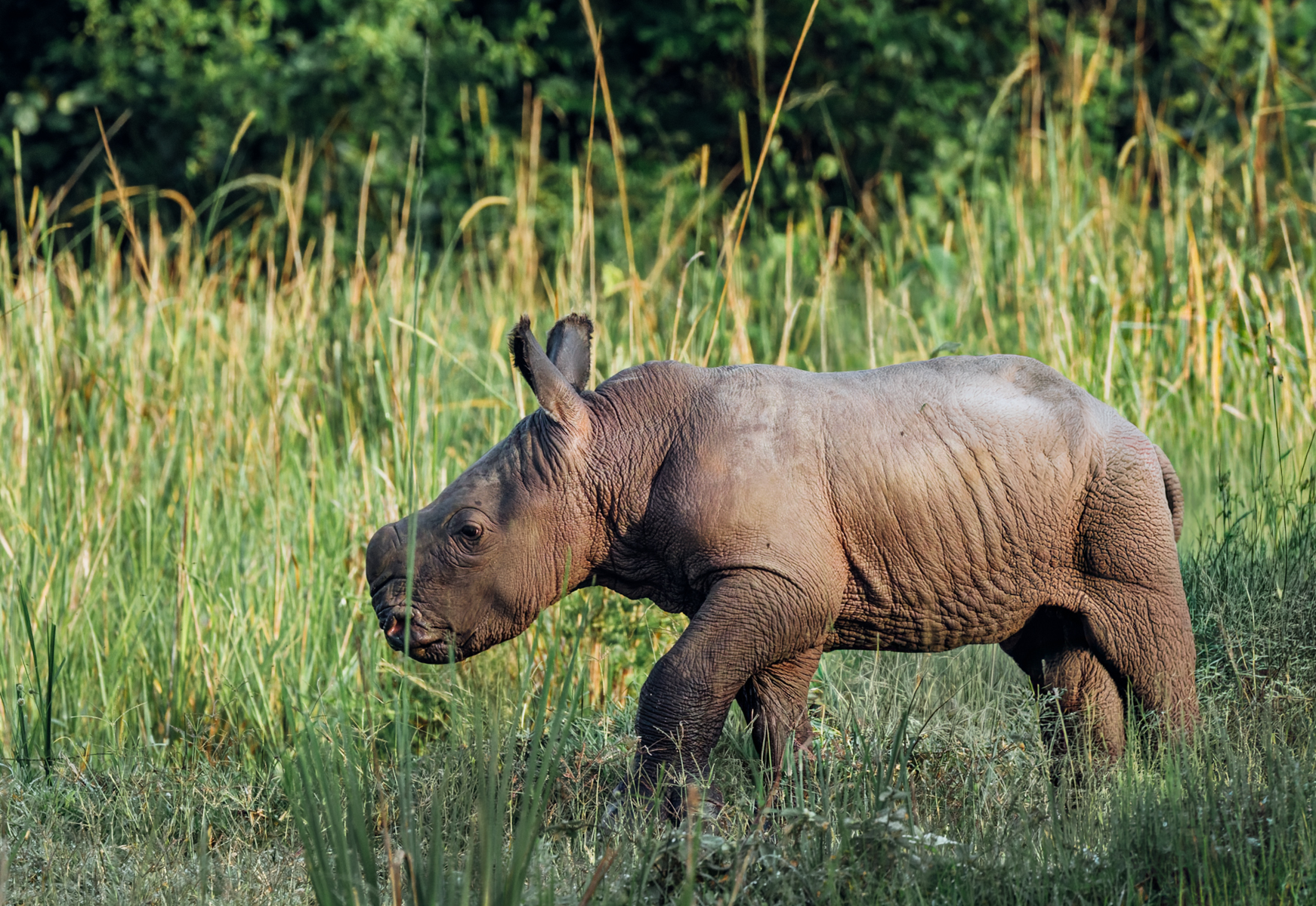 Two days old, already unmistakenly a Rhino - tiny horn buds oversized ears and built like a miniature tank. This infant was the newest Southern White Rhino on the reserve at Ziwa Rhino Sanctuary (image by Virginia Wilde)