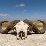 African Buffalo skull near the clay pans (image by Inger Vandyke)