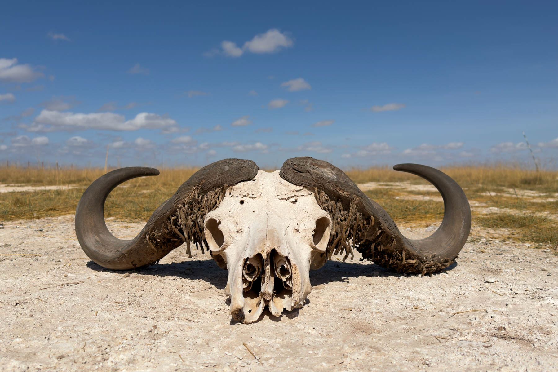 African Buffalo skull near the clay pans (image by Inger Vandyke)