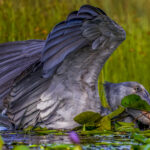 A prehistoric-looking Shoebill dives for its favourite lungfish, using their huge bill as a fishing net, scooping up prey rather than stabbing it (image by Virginia Wilde)