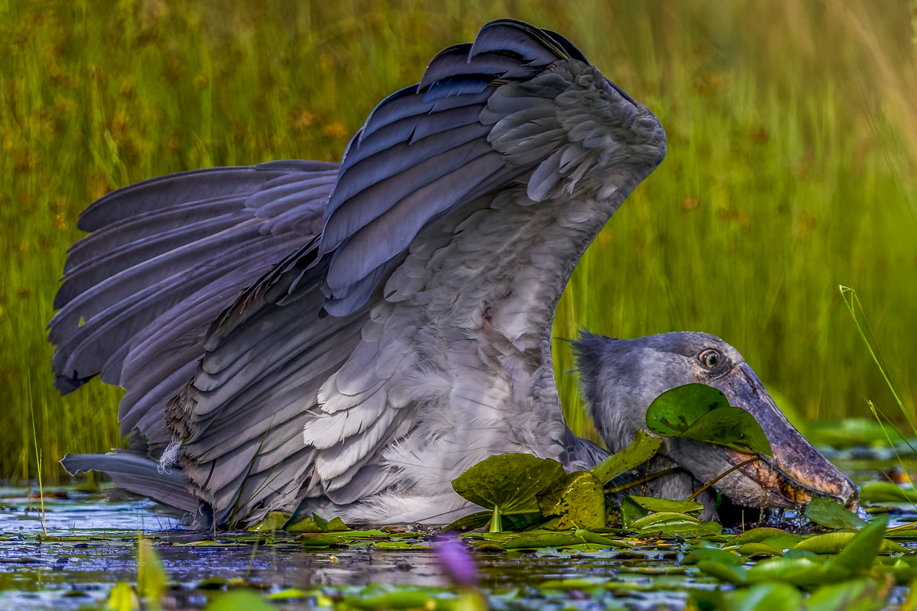 A prehistoric-looking Shoebill dives for its favourite lungfish, using their huge bill as a fishing net, scooping up prey rather than stabbing it (image by Virginia Wilde)