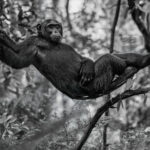 Apparently, this is the best seat in the forest, and he's not giving it up! A member of the Kanyantare Chimpanzee family shows why hanging around is actually a perfectly sensible way to spend an afternoon (image by Virginia Wilde)