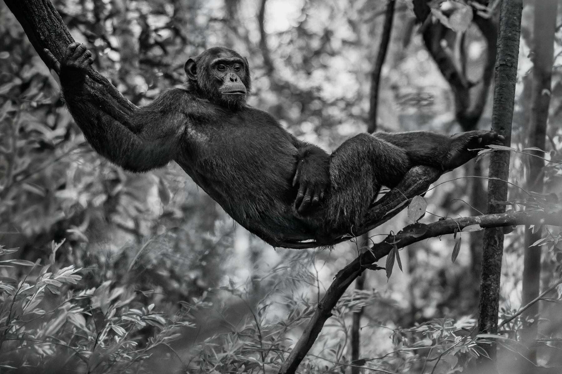 Apparently, this is the best seat in the forest, and he's not giving it up! A member of the Kanyantare Chimpanzee family shows why hanging around is actually a perfectly sensible way to spend an afternoon (image by Virginia Wilde)
