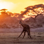 Giraffe drinking in the golden light of an Amboseli sunset (image by Inger Vandyke)