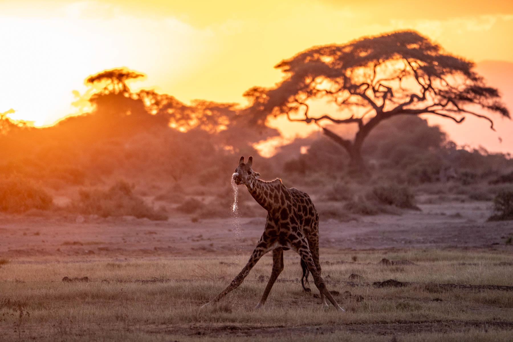 Giraffe drinking in the golden light of an Amboseli sunset (image by Inger Vandyke)