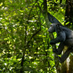A member of the Kanyantare Chimpanzee family, calling from the trees in Kibale, Uganda. Chimpanzees are wonderfully charismatic to photograph (image by Virginia Wilde)