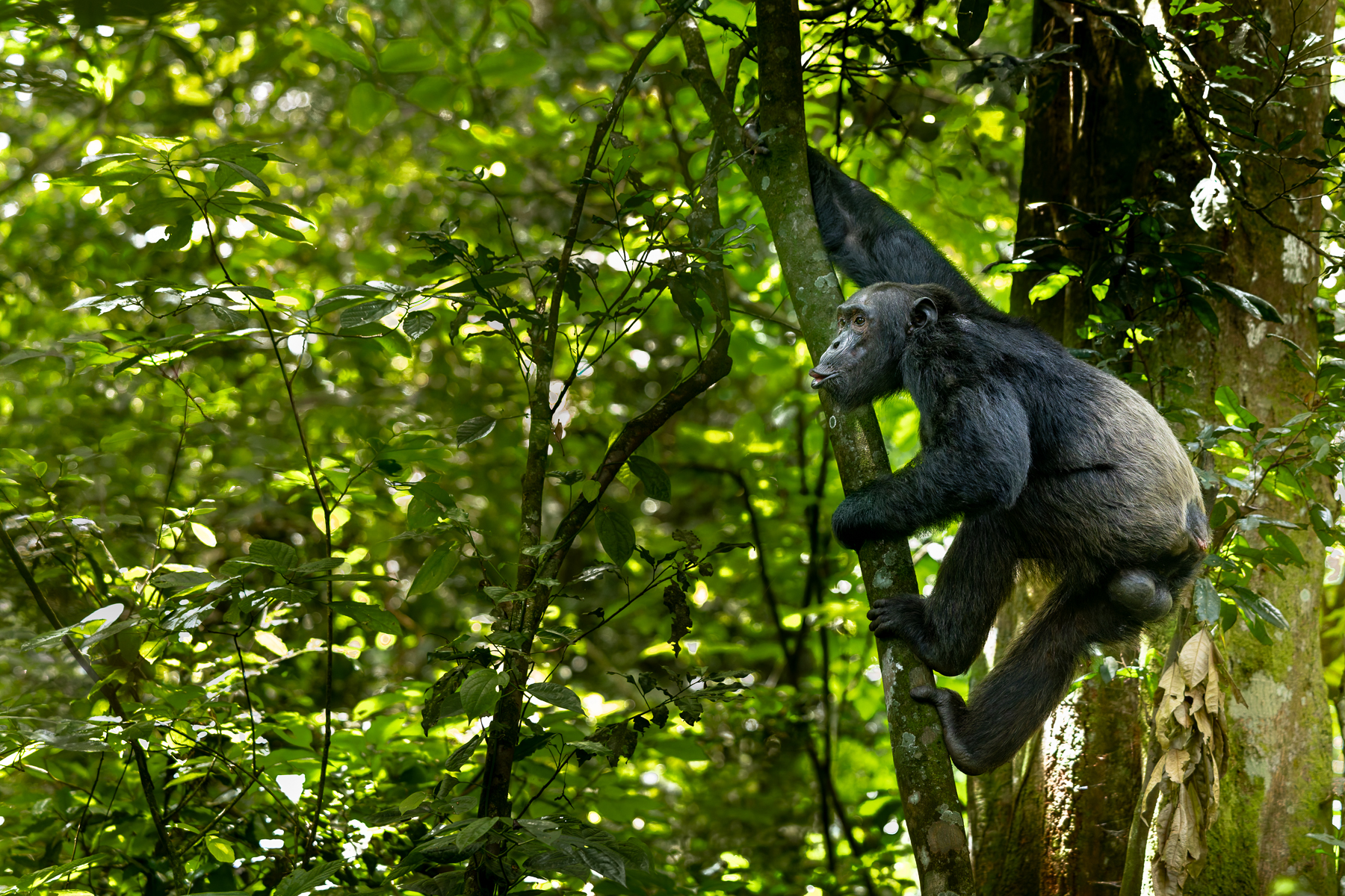 A member of the Kanyantare Chimpanzee family, calling from the trees in Kibale, Uganda. Chimpanzees are wonderfully charismatic to photograph (image by Virginia Wilde)