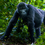 Chimpanzees are wonderfully charismatic to photograph - and sometimes maddening. But when they gave us a clear view, the portraits were wonderful (image by Virginia Wilde)