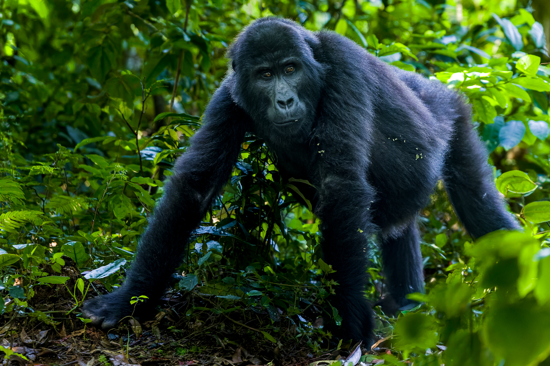 Chimpanzees are wonderfully charismatic to photograph - and sometimes maddening. But when they gave us a clear view, the portraits were wonderful (image by Virginia Wilde)