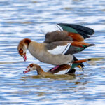 Egyptian Geese securing the next generation (image by Inger Vandyke)