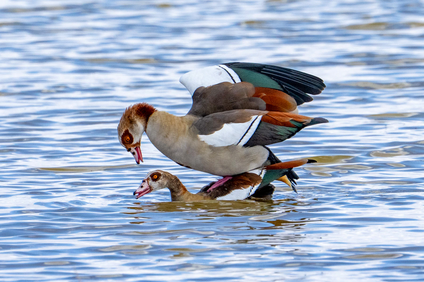 Egyptian Geese securing the next generation (image by Inger Vandyke)