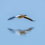 Egyptian Goose in flight (image by Inger Vandyke)