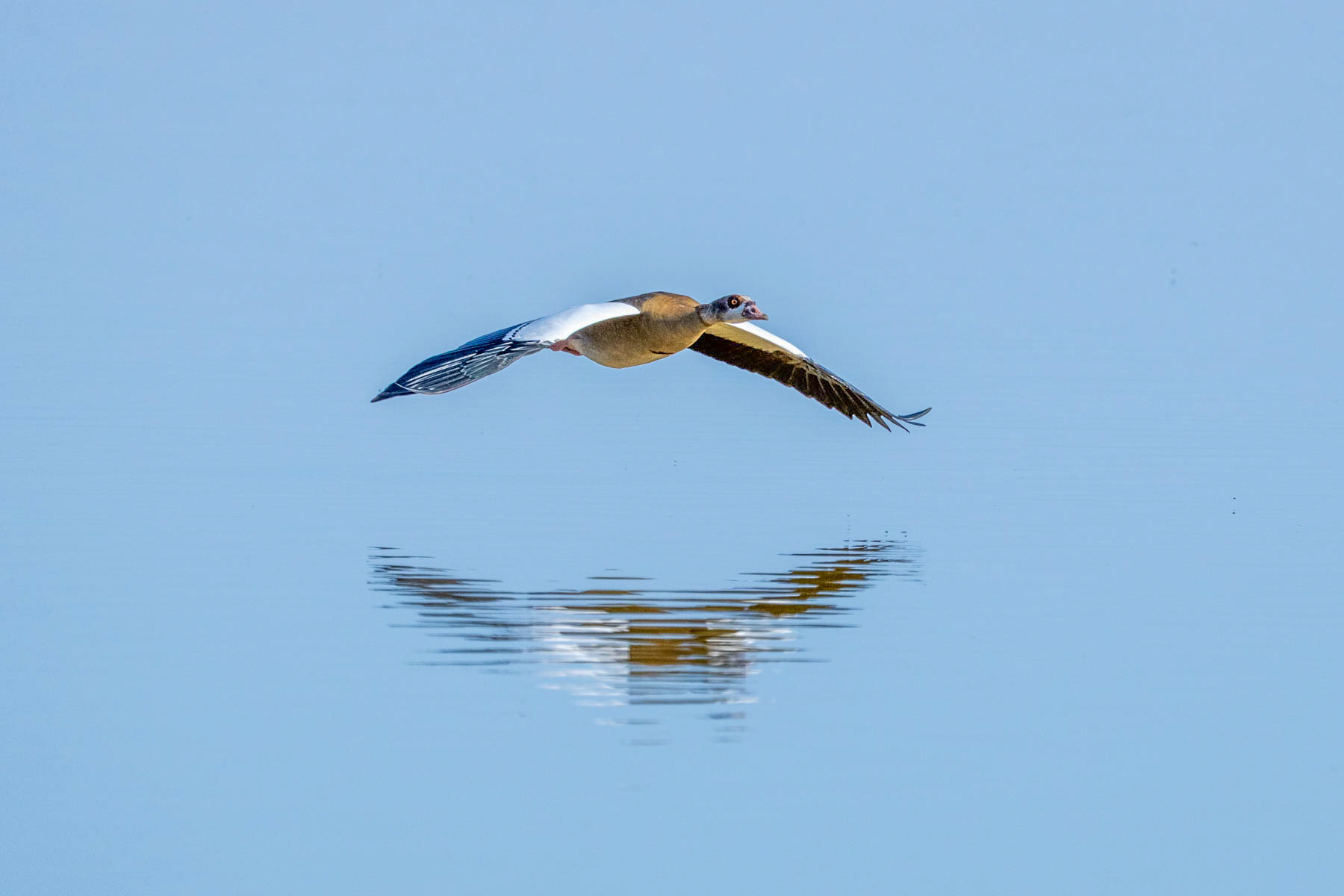 Egyptian Goose in flight (image by Inger Vandyke)
