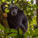 A more senior Eastern Chimpanzee from the Kanyantare family guards some berries, which it then started tucking into, in Uganda's Kibale National Park (image by Virginia Wilde)